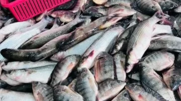 تحديث يومي أسعار البلطي وأسماك القليوبية اليوم الاثنين